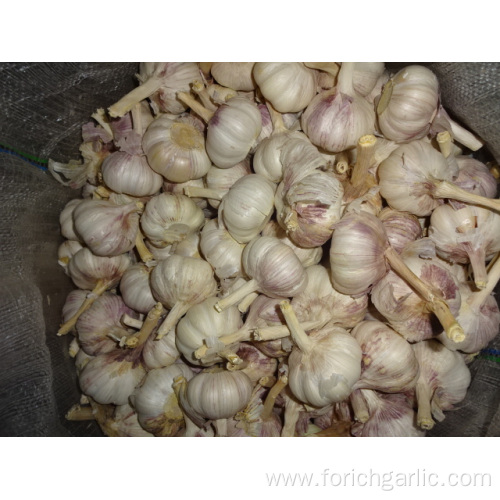 Different Packages Of New Crop Fresh Garlic 2019